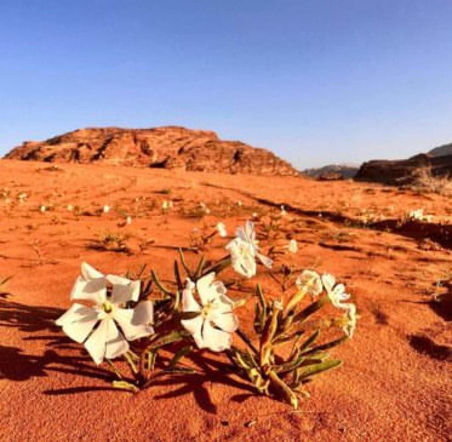 Salma Desert Camp Wadi Rum Luaran gambar