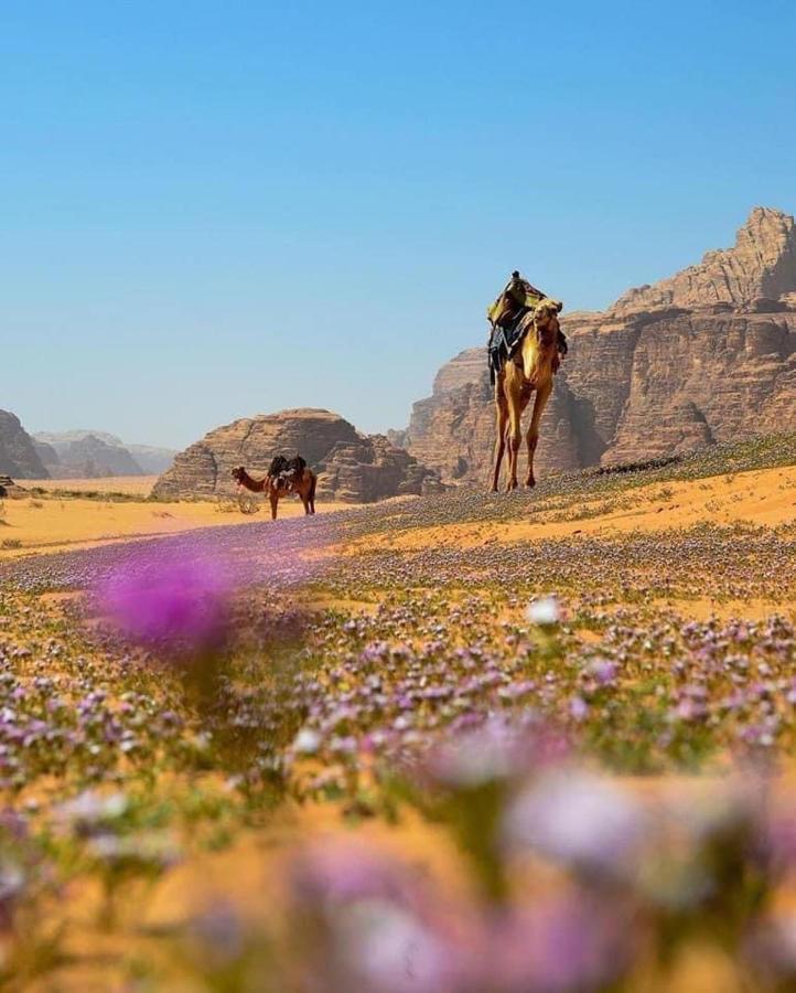 Salma Desert Camp Wadi Rum Luaran gambar